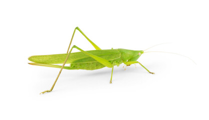 Citrus Locust Cotton Locust  on white background