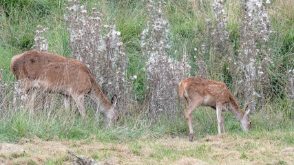 Deer female with newborn at grazing (Cervus elaphus)