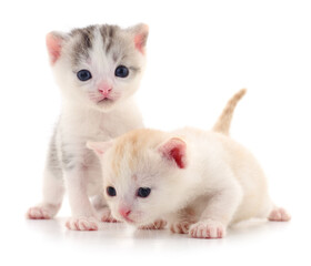 Two small kittens.