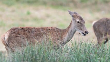 Red deer female in the grass (Cervus elaphus)