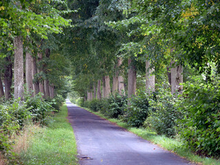 Stara aleja z wiekowymi lipami i dębami wzdłuż wiejskiej drogi