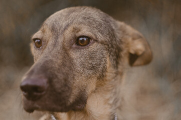 portrait of a dog