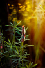 gąsiennica w słońcu