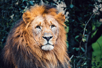 head portrait of majestic male of Southwest African lion or Katanga lion, Panthera leo bleyenberghi