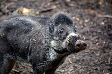 Big adult boar of Visayan warty pig (Sus cebifrons) is a critically endangered species in the pig genus. It is endemic to Visayan Islands in the central Philippines - obrazy, fototapety, plakaty