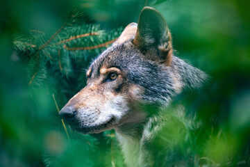 Naklejka na ściany i meble hunting european wolf (Canis lupus lupus), very beautiful animal and extremely dangerous beast. Potrait in forest