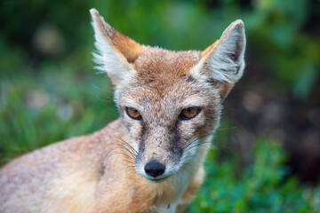 Naklejka na ściany i meble portrait of Korsak or steppe Fox (Vulpes corsac), predatory mammal of the genus of foxes of the canine family