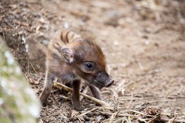 Small cute playful baby with lying mom sows of Visayan warty pig (Sus cebifrons) is a critically...