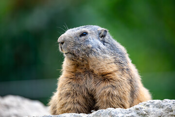 Naklejka na ściany i meble Alpine marmot (Marmota marmota), close up portrait, European wildlife