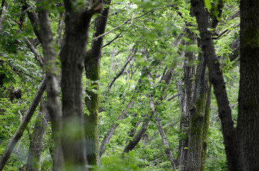 森の新緑