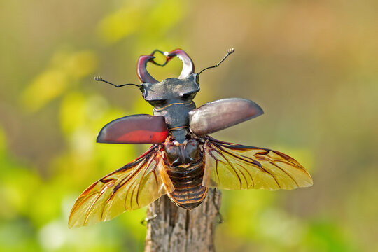 Hirschk&auml;fer Abflug