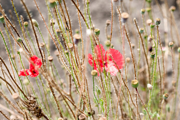 Fototapeta premium Red poppy flower blooming in the garden in summer