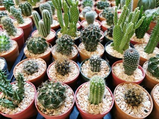 Upper view and close-up of many various types of cute cactus plants covered with small stones in different color round shapes pots, placed on a black plastic tray ready for sale in the plant market.