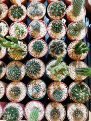 Vertical image top view of many cute small various type of cactus plants with small stones in a different color round shapes pots, placed on a black plastic tray ready for sale in the plant market.