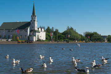 Fr&iacute;kirkjan Church by the lake with seagulls in Reykjavik, Iceland