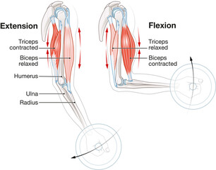 Biceps and triceps muscles. Extension and Flexion - obrazy, fototapety, plakaty
