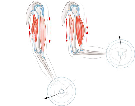 Contracting and relaxing of arms biceps and triceps muscles