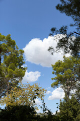 sky and trees