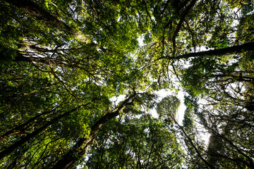 Fototapeta premium Low angle view looking up of abundance tropical forest tree with green leaves in the mountain.