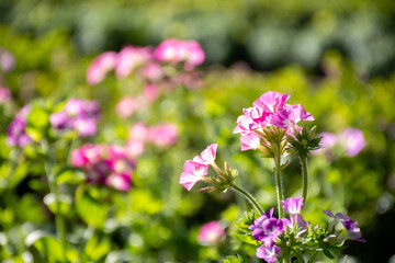 Pink flower in the garden field.