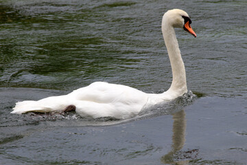 Fototapeta premium Höckerschwan