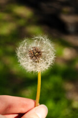 hand with dandelion