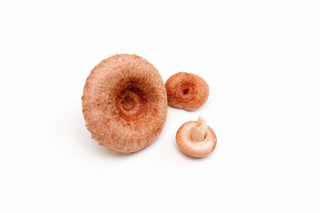 Mushrooms for pickling. Waves mushrooms on a white background. Edible mushrooms. Isolate. Photo