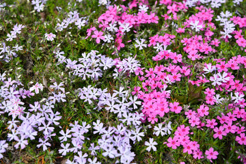 マツバボタン　花模様