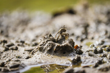 crab on sand in nature 