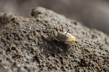  Fiddler crabs in nature