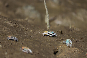 L life of  Fiddler crabs