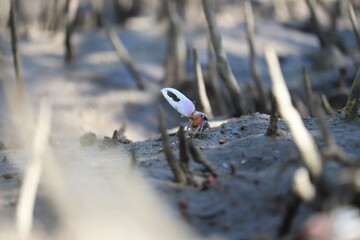 crab in mangrove