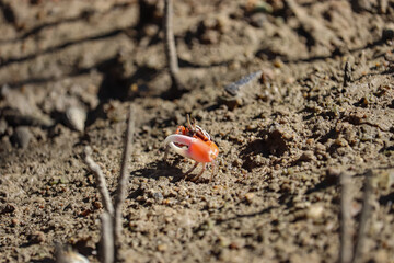 crab on sand 