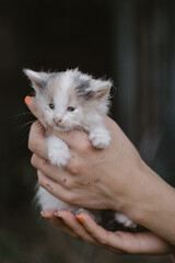 Obraz premium little kitten in hand