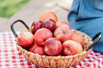 Apple harvest. Ripe red apples in the basket on the green grass.