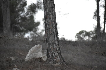 Tree trunk with rock