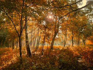 Fairytale colors in the woods. Atmospheric autumn forest with sunlight. Beautiful leaves on the trees. 