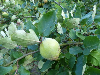 Quince (Cydonia oblonga) on the tree, Rosaceae family. Hanover, Germany