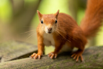 Friendly Red Squirrel