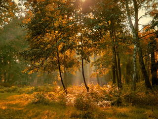 Fairytale colors in the woods. Atmospheric autumn forest with sunlight. Beautiful leaves on the trees. 