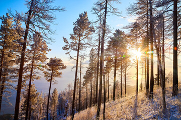 Pine trees on a hillside or mountain and blue sky with golden sun light in the background during sunset in Siberia near Lake Baikal in Russia