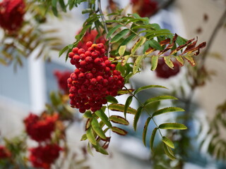 red berries on a branch