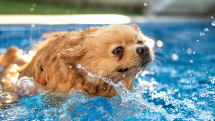 Pomeranian swimming in a pool © frimufilms