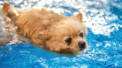 Pomeranian swimming in a pool © frimufilms