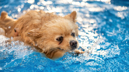 Pomeranian swimming in a pool © frimufilms