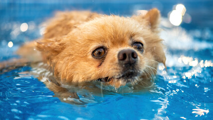 Pomeranian swimming in a pool © frimufilms