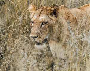 lioness in the grass