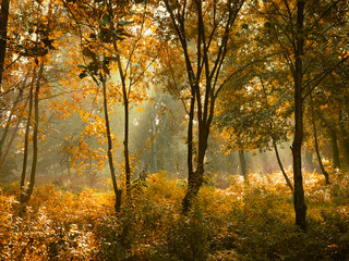 Fototapeta na wymiar Sunny morning in the autumn forest. Yellow leaves on the trees in the woods. The sun's rays shine through the branches of the trees.