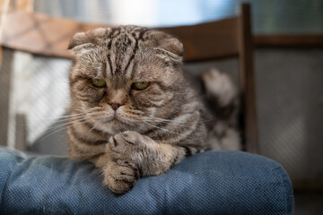 Sad cat, Scottish Fold, lying on soft ottoman in his chair and looks thoughtfully. Depression in pets. Psychological concept. 