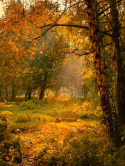 Obraz premium Morning sun in the forest. Yellow leaves on trees in woodland. Atmospheric autumn landscape.